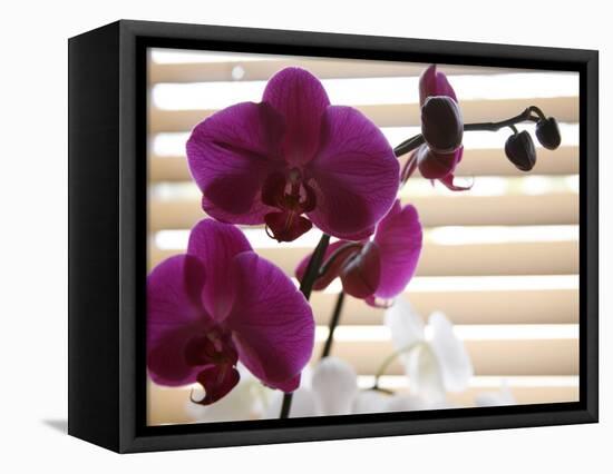Purple Orchids II-Nicole Katano-Framed Stretched Canvas
