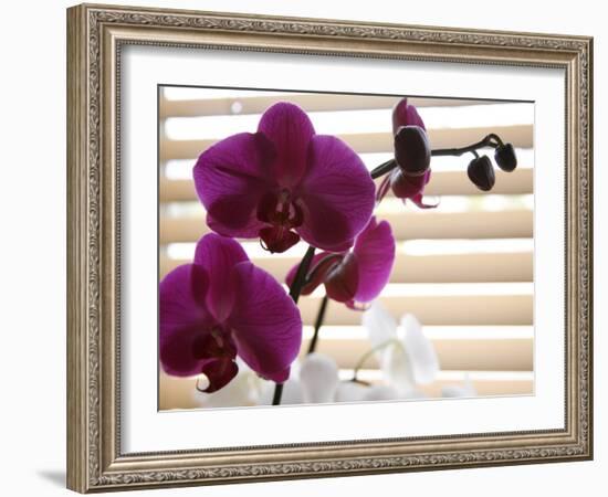 Purple Orchids II-Nicole Katano-Framed Photo