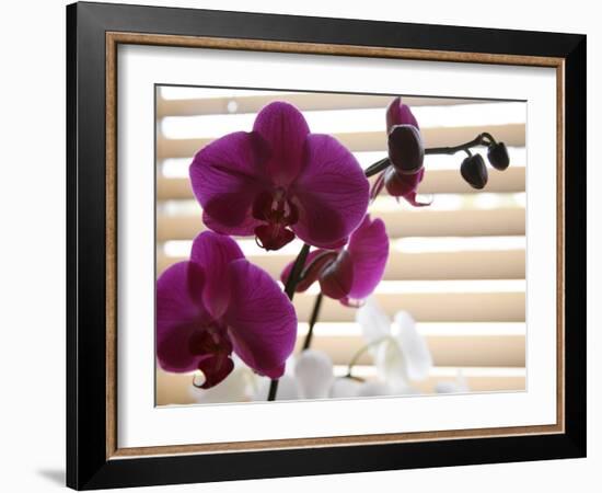 Purple Orchids II-Nicole Katano-Framed Photo