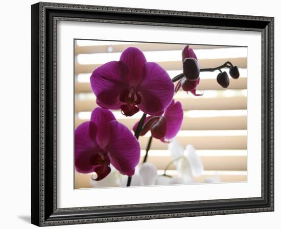 Purple Orchids II-Nicole Katano-Framed Photo