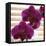 Purple Orchids III-Nicole Katano-Framed Stretched Canvas