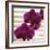 Purple Orchids III-Nicole Katano-Framed Photo