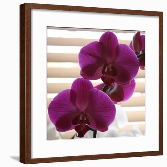 Purple Orchids III-Nicole Katano-Framed Photo