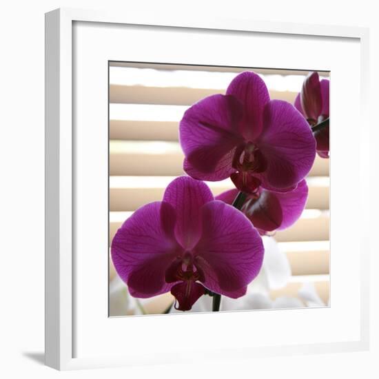 Purple Orchids III-Nicole Katano-Framed Photo