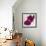 Purple Orchids III-Nicole Katano-Framed Photo displayed on a wall