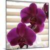 Purple Orchids III-Nicole Katano-Mounted Photo