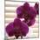 Purple Orchids III-Nicole Katano-Mounted Photo