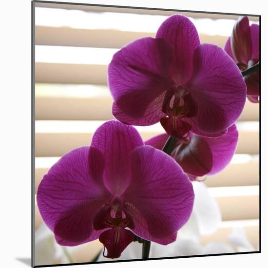 Purple Orchids III-Nicole Katano-Mounted Photo