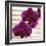 Purple Orchids III-Nicole Katano-Framed Photo