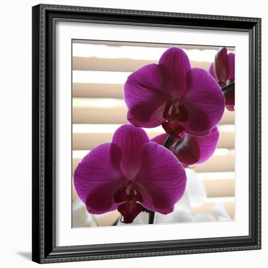 Purple Orchids III-Nicole Katano-Framed Photo