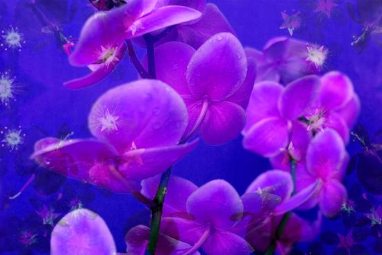 Purple Orchids In Lavender Blue Moody Light With Shining Stars From Little Blossoms Photographic Print Alaya Gadeh Art Com