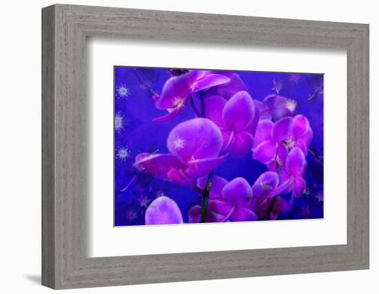 Purple Orchids in Lavender Blue Moody Light with Shining Stars from Little Blossoms-Alaya Gadeh-Framed Photographic Print