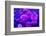 Purple Orchids in Lavender Blue Moody Light with Shining Stars from Little Blossoms-Alaya Gadeh-Framed Photographic Print