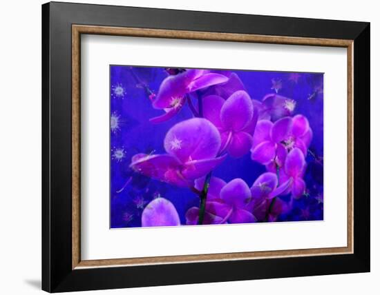 Purple Orchids in Lavender Blue Moody Light with Shining Stars from Little Blossoms-Alaya Gadeh-Framed Photographic Print