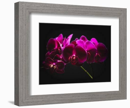 Purple Orchids with Painted Light-George Oze-Framed Photographic Print