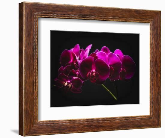 Purple Orchids with Painted Light-George Oze-Framed Photographic Print