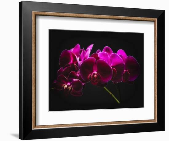 Purple Orchids with Painted Light-George Oze-Framed Photographic Print