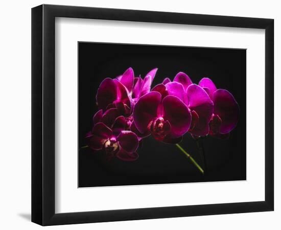 Purple Orchids with Painted Light-George Oze-Framed Photographic Print