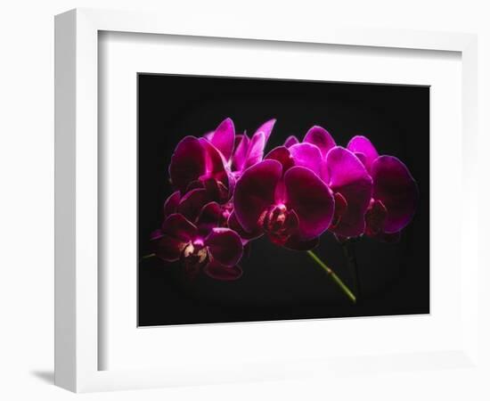 Purple Orchids with Painted Light-George Oze-Framed Photographic Print