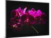 Purple Orchids with Painted Light-George Oze-Mounted Photographic Print