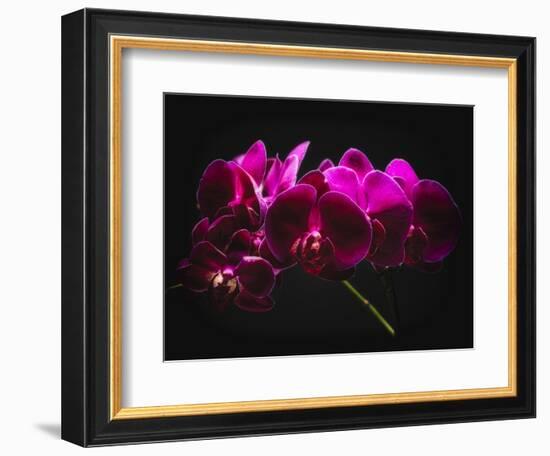 Purple Orchids with Painted Light-George Oze-Framed Photographic Print