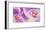 Purple Orchids-Cynthia Ann-Framed Giclee Print