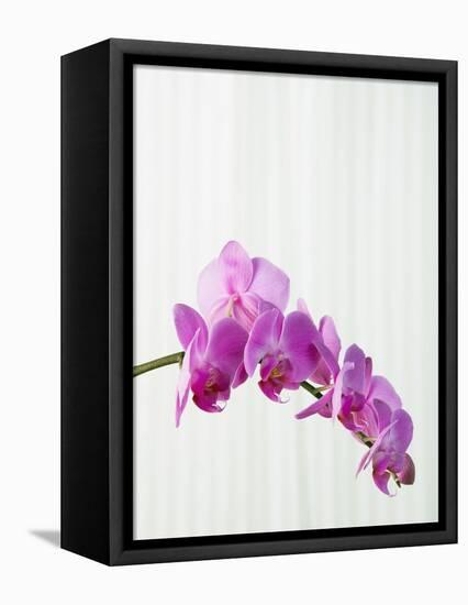 Purple orchids-Steve Hix-Framed Premier Image Canvas
