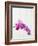 Purple orchids-Steve Hix-Framed Photographic Print