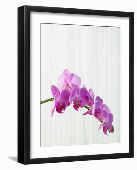 Purple orchids-Steve Hix-Framed Photographic Print