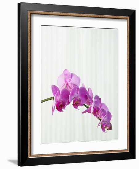 Purple orchids-Steve Hix-Framed Photographic Print