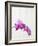 Purple orchids-Steve Hix-Framed Photographic Print