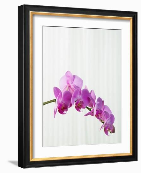 Purple orchids-Steve Hix-Framed Photographic Print