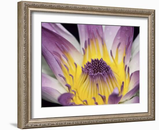 Purple Panama Pacifica Nymphea, Fiji, Oceania-Georgienne Bradley-Framed Photographic Print