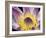 Purple Panama Pacifica Nymphea, Fiji, Oceania-Georgienne Bradley-Framed Photographic Print