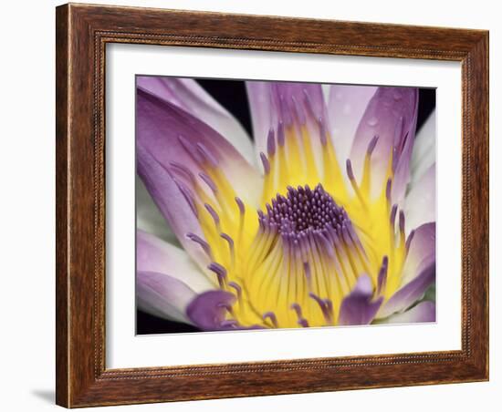 Purple Panama Pacifica Nymphea, Fiji, Oceania-Georgienne Bradley-Framed Photographic Print