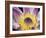 Purple Panama Pacifica Nymphea, Fiji, Oceania-Georgienne Bradley-Framed Photographic Print