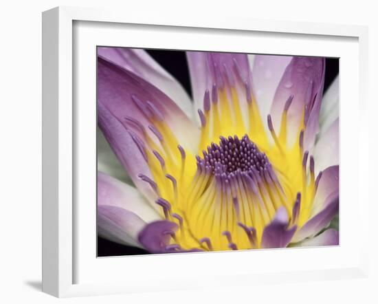 Purple Panama Pacifica Nymphea, Fiji, Oceania-Georgienne Bradley-Framed Photographic Print