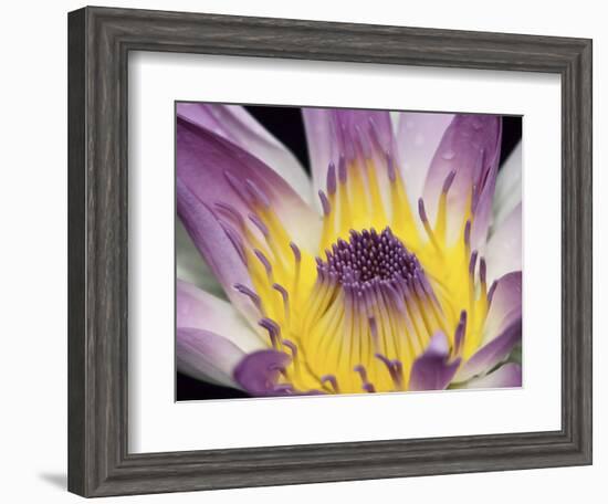 Purple Panama Pacifica Nymphea, Fiji, Oceania-Georgienne Bradley-Framed Photographic Print