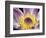 Purple Panama Pacifica Nymphea, Fiji, Oceania-Georgienne Bradley-Framed Photographic Print