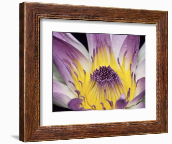 Purple Panama Pacifica Nymphea, Fiji, Oceania-Georgienne Bradley-Framed Photographic Print