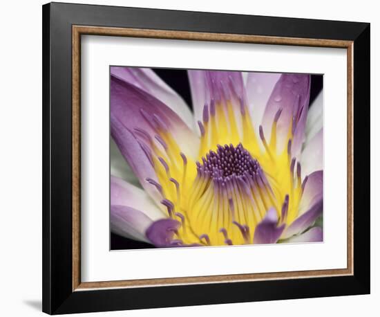 Purple Panama Pacifica Nymphea, Fiji, Oceania-Georgienne Bradley-Framed Photographic Print