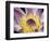 Purple Panama Pacifica Nymphea, Fiji, Oceania-Georgienne Bradley-Framed Photographic Print