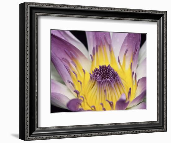 Purple Panama Pacifica Nymphea, Fiji, Oceania-Georgienne Bradley-Framed Photographic Print