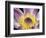 Purple Panama Pacifica Nymphea, Fiji, Oceania-Georgienne Bradley-Framed Photographic Print