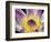 Purple Panama Pacifica Nymphea, Fiji, Oceania-Georgienne Bradley-Framed Photographic Print