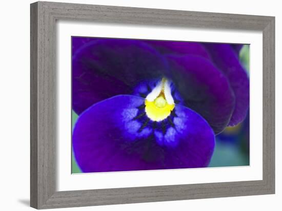 Purple Pansy (Viola Sp.)-Lawrence Lawry-Framed Photographic Print