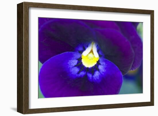 Purple Pansy (Viola Sp.)-Lawrence Lawry-Framed Photographic Print