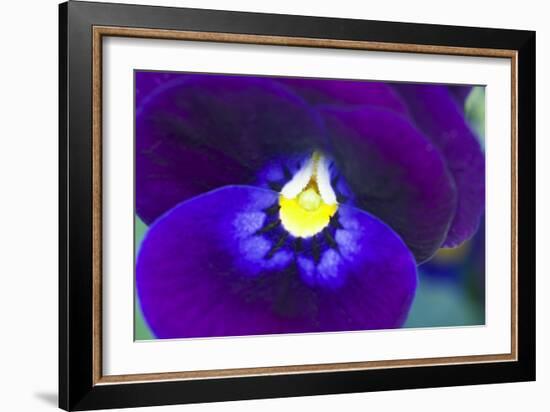 Purple Pansy (Viola Sp.)-Lawrence Lawry-Framed Photographic Print