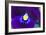 Purple Pansy (Viola Sp.)-Lawrence Lawry-Framed Photographic Print