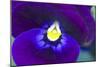 Purple Pansy (Viola Sp.)-Lawrence Lawry-Mounted Photographic Print